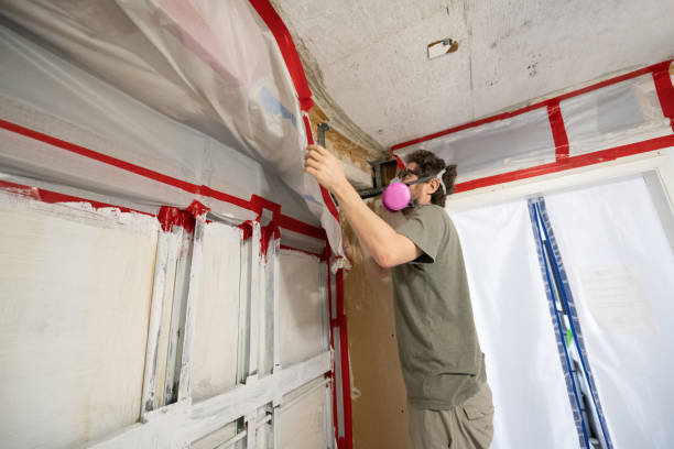 Best Black Mold Removal  in Saint Davids, PA